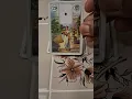 Learn Lenormand Cards It s Shama