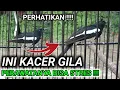 Lagu SUMPAH ‼️ KACER INI BISA BIKIN PERAWATNYA PUTUS ASA | DR KACER TERBARU