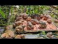 Download Lagu Raising 400 Frogs in a Small Pond   Raising Frogs Naturally and Growing Choy Sum The End