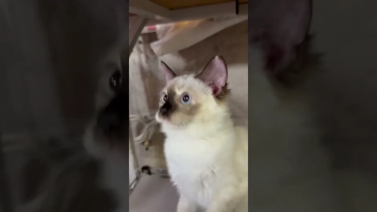 動画