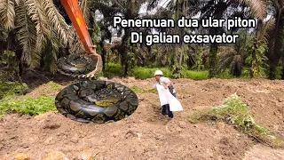 DETIK DETIK MUNCULNYA SOSOK ULAR PYTHON BESAR PENGHUNI RAWA SAAT DI EVAKUASI TERNYATA..!!!