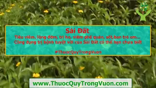 s i t ti u vi m long m tr ho vi m ph qu n c ng d ng tr b nh tuy t v i c a s i t