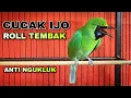 Download Lagu CUCAK IJO ROLL TEMBAK || ANTI NGUKLUK BIAR EMOSI DAN BONGKAR ISIAN