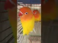 Download Lagu Beautiful New Lutino Lovebirds ♥️ #shorts​ #reels​ #youtubeshorts​ #viral​