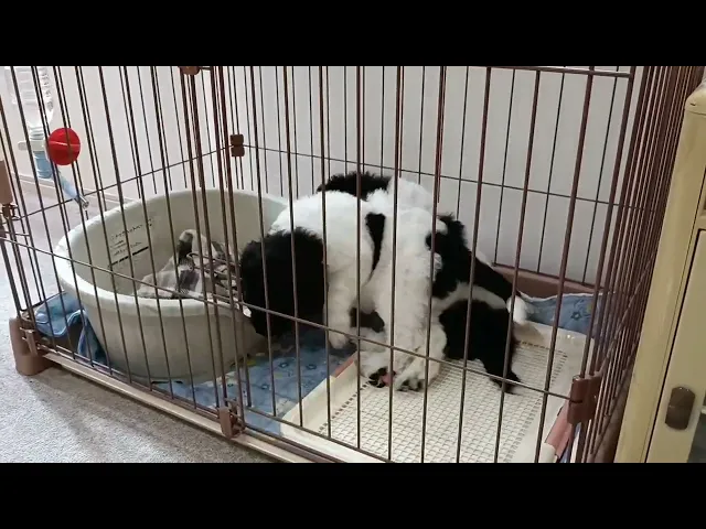 動画
