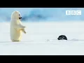 Download Lagu Polar bear cub is surprised by a seal - Snow Bears: Preview - BBC
