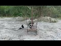 Download Lagu Suara Burung Murai Kampung...Burung Hutan Celir Jebak Si.Bahamas