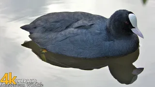 صوت دجاج الماء  صوت دجاجة الماء   طيور هولندا دندنها