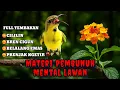 Download Lagu MATERI PEMBUNUH MENTAL LAWAN‼️ Masteran sogon full tembakan mewah