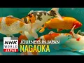 Download Lagu Nagaoka: Water, the Wellspring of Abundance - Journeys in Japan