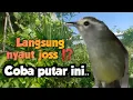 Download Lagu langsung nyaut joss Setelah dengar Opior Jawa gacor Ini ‼️