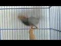 Pernjak Merah Betina Konslet