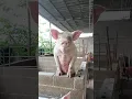 Download Lagu Pigs animals are eating feed in farm show #pig #pigeon #piggy #Pigs #pigment #PigsOfInstagram #funny
