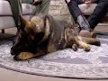 The Journey of Officer Daniel Derasmo and K9 Zanzi A Story of Inspiration and Dedication