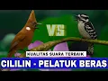 Download Lagu MASTERAN CILILIN VS PELATUK BERAS JERNIH - THE CRESTED JAY CALLING - FULVOUS-BREASTED WOODPECKER