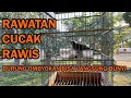 Download Lagu RAWATAN CUCAK RAWIS DARI OMBYOKAN AGAR BISA LANGSUNG BUNYI - PART 1