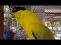 Download Lagu SUARA BURUNG KEPODANG EMAS ACEH GACOR FIGHTER SUARA PIKAT KEPODANG HUTAN
