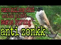 Download Lagu Suara pikat kutilang ribut+kolibri+prenjak untuk mikat semua burung