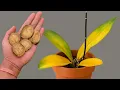 Download Lagu Plaats ze onder elke orchideeënpot! Zelfs geelbladige orchideeën bloeien eindeloos!