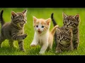 Download Lagu Kittens Playing Outdoors with Dogs, Rabbits, Cows \u0026 Mice 🐾💚 | Cat Meowing