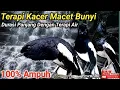 Download Lagu TERAPI BURUNG KACER STRES DAN MACET BUNYI