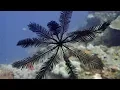 Feather Star Fish Floating In Ocean