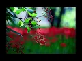 Chad Lawson - fields of forever (solo piano)
