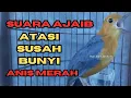 Download Lagu PANCINGAN ANIS MERAH SUARA AJAIB ATASI ANIS MERAH SUSAH BUNYI