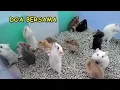 Download Lagu Pasukan Hamster Lucu Dan Imut \