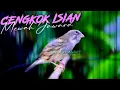 Download Lagu MATERI MEWAH JAWARA - MASTERAN KENARI ISIAN BLACKTHROAT GACOR SUARA JERNIH DURASI PANJANG #03