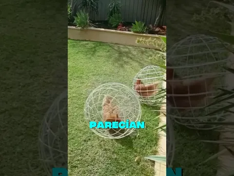 La Razón Detrás de Esta Jaula Alrededor de Las Gallinas 😂