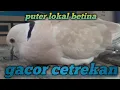Download Lagu Begini burung puter lokal betina gacor, pancingan puter jantan malas bunyi