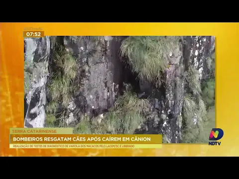 Cães, que caíram m cânion na Serra Catarinense, são resgatados