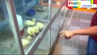 Funny Compilation - FizzleTV