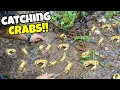 Catching Wild Crabs!!!!!