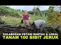 Lagu CERITA TANTE TIA: MENGUBAH LAHAN KOSONG JADI KEBUN PRODUKTIF, TANAM 100 BATANG BIBIT JERUK MANIS