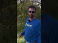 Download Lagu Why You Shouldn't Plant a Weeping Willow