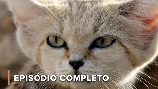 Vida e morte nas dunas | Gatos da areia, camelos | Inferno Árabe 103