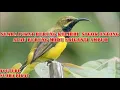 Lagu SUARA PIKAT BURUNG KOLIBRI  SOGOK ONTONG ATAU BURUNG MADU SRIGANTI AMPUH