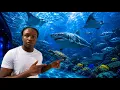 I Explored Mote Aquarium