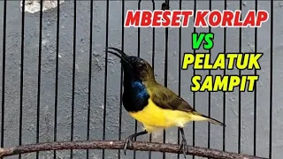 sogon gacor isian pelatuk sampit sambung besetan korlap