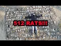 Download Lagu 512 Rats in ONE Shed!
