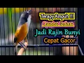 Download Lagu TERAPY AMPUH MALAM HARI CENDET BAHAN JADI RAJIN BUNYI, PANCINGAN CENDET GACOR FULL ISIAN