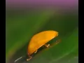 Silly Yellow Bug