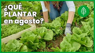 QUÉ PLANTAR EN AGOSTO para tener un huerto perfecto en otoño 🌱🍂