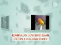 Lagu #Kompilasi masteran lovebird isian cililin \u0026 walang kecek