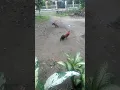 Download Lagu Ayam hutan vs Ayam kampung#ayamhutan