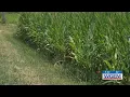 Did corn sweat really cause our extreme humidity on Sunday