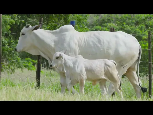 Matriz Nelore CCET - 22