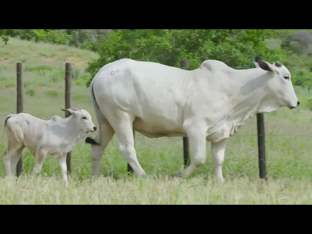 Matriz Nelore CCET - 22